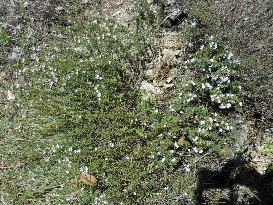 Satureja montana